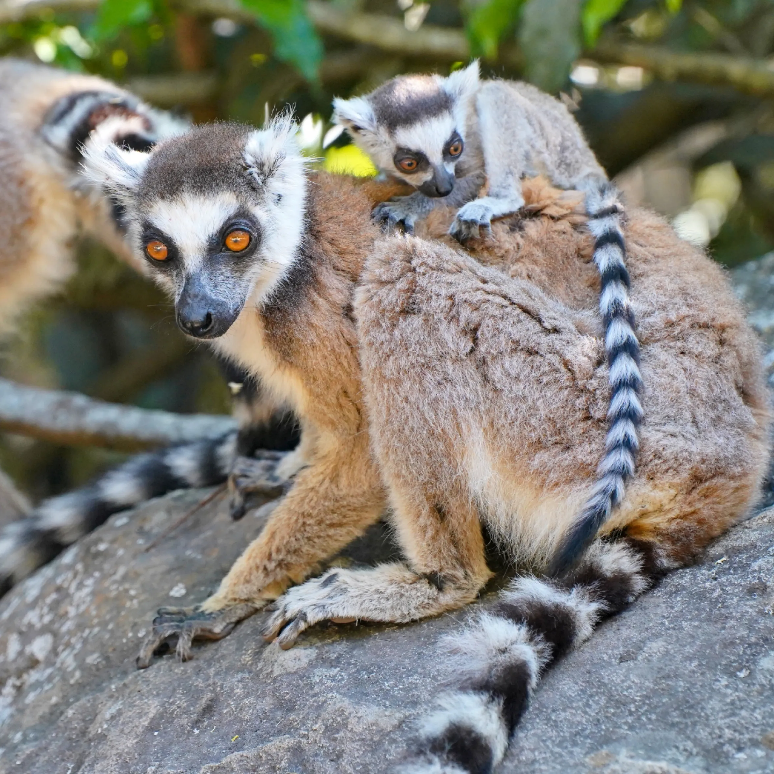 Madagaskar jen foto.jpg